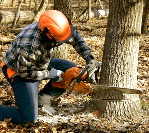Tree Removal in Kinsey, MT